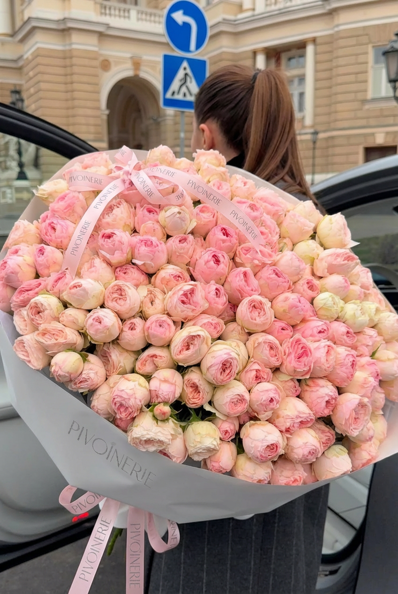 Blush Rose - PIVOINERIE