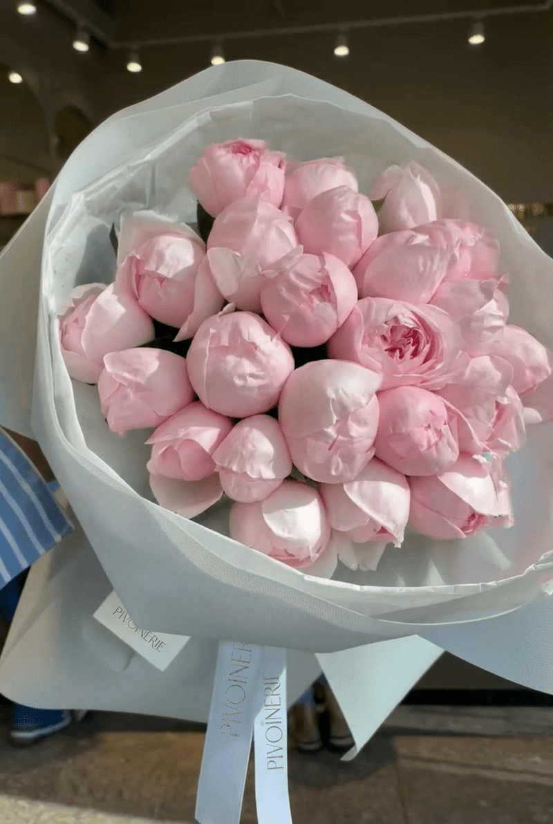 Peony Blush - PIVOINERIE